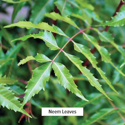 Banyan Botanicals Neem Powder - Organic Azadirachta Indica - Purifying Ayurvedic Herb for Healthy Skin & Blood* – 1 lb. – Fair for Life Sustainably Sourced Non-GMO Vegan