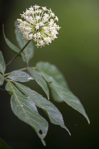 Health Embassy Siberian Ginseng Root Cut Tea | Eleutherococcus senticosus | Herbal Tea (100g)