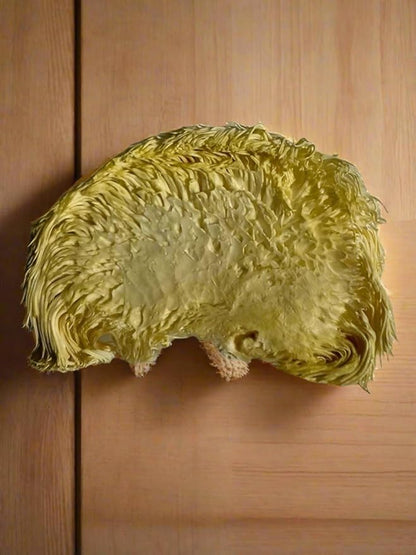Freeze-Dried Lion's Mane Mushroom Fruiting Bodies | Can be rehydrated and cooked or used as supplement | Make into tincture, tea or powder | Grown in U.S.A | USDA Organic | in Vacuume Sealed Jar | 25 Year Shelf-Life