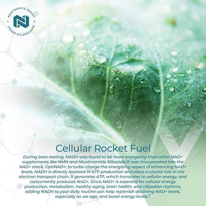 Nootropics Depot NADH + Chlorella vulgaris (Broken Cell) 400mg Capsules | Nicotinamide Adenine Dinucleotide 20mg | Chlorophyll 10mg | Energy, Alertness, Mental Clarity & Healthy Aging, 30 Count