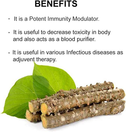 bixa BOTANICAL Guduchi Powder | Giloy | Tinospora Cordifolia | 200 Grams / 7 OZ | Ayurvedic Herbal Supplement for Immunity Support | Gluten Free, Non-GMO, Steam Treated, Vegan, 100% Pure.