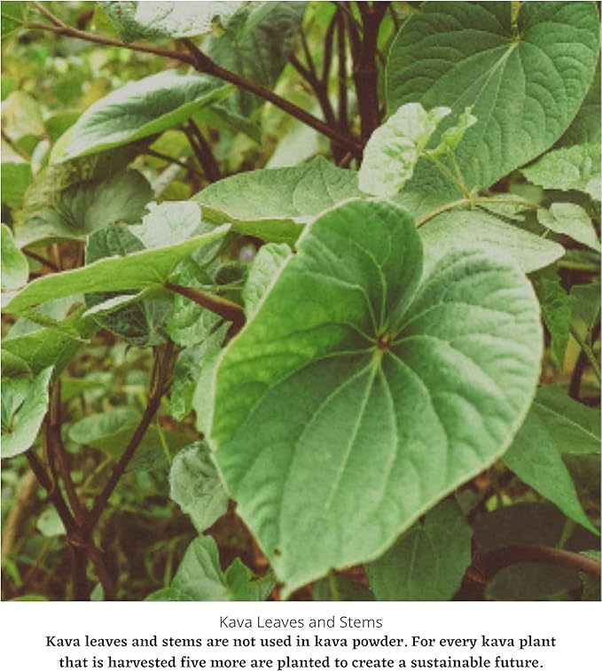 Island Noble KAVA (8 Oz / 227G) Uplifting Social Kava Drink - The Island Vibe