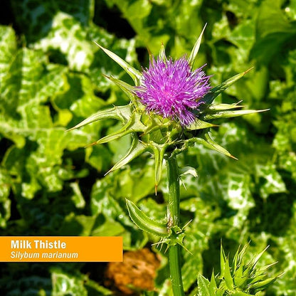 Herb Pharm Milk Thistle Seed Liquid Extract for Liver Function Support - 1 Ounce (Pack of 2)