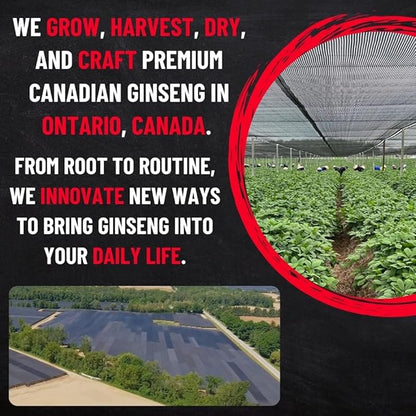 Canadian Ginseng Root Slices - Chew Raw/Make Ginseng Tea - Energy/Immunity/Focus