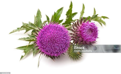 Cardo Mariano 60 caps 1000 mg c/u (Milk Thistle) - Herbal Dietary Supplement | Extra Forte