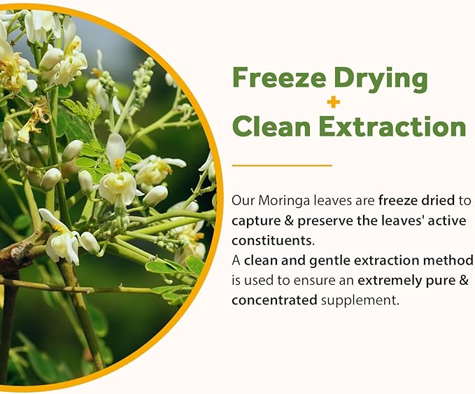 Doctor's Recipes Moringa 11,000 mg Strength, Complete Green Superfood, Natural Antioxidant Support, Non-GMO, 90 Vegan Caps, No Caffeine Soy Gluten