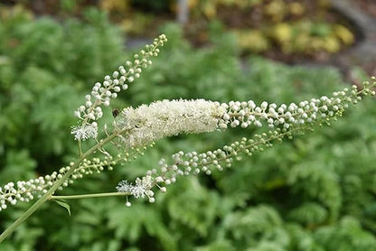 Pure Original Ingredients Black Cohosh (730 Capsules) No Magnesium Or Rice Fillers, Always Pure, Lab Verified