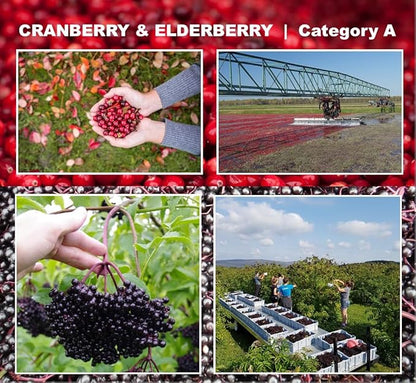 Immunia Urinary Health. Cranberry & Elderberry Concentrate for The Prevention of Urinary Infections. Natural. Delicious. 5 ml/Day. (1-Pack)