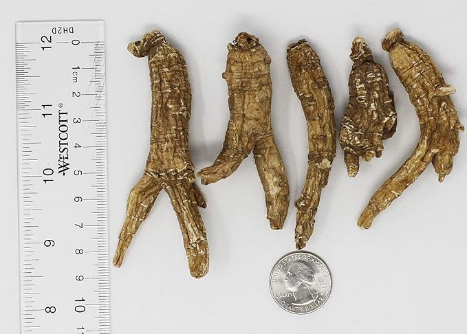 DOL Hand-Selected American Wisconsin Farmed Ginseng Root 美国威斯康辛州 长枝西洋参 花旗参 | Cultivated Wisconsin American Ginseng (Medium 4oz/Box)