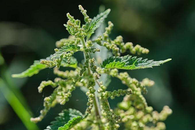 Stinging Nettle Seeds (Urtica Dioica) from Germany - Pure Vegan Protein Source, Dried Nettle Seeds - Net Weight: 0.7oz/20g. Non GMO, Gluten Free.