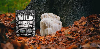 Wild Foods Lions Mane Powder Mushrooms Extract 10:1 | Organic Mushroom Powder | Adaptogenic Nootropic Herb for Brain Health, Memory and Focus (4 Ounce (Pack of 2))