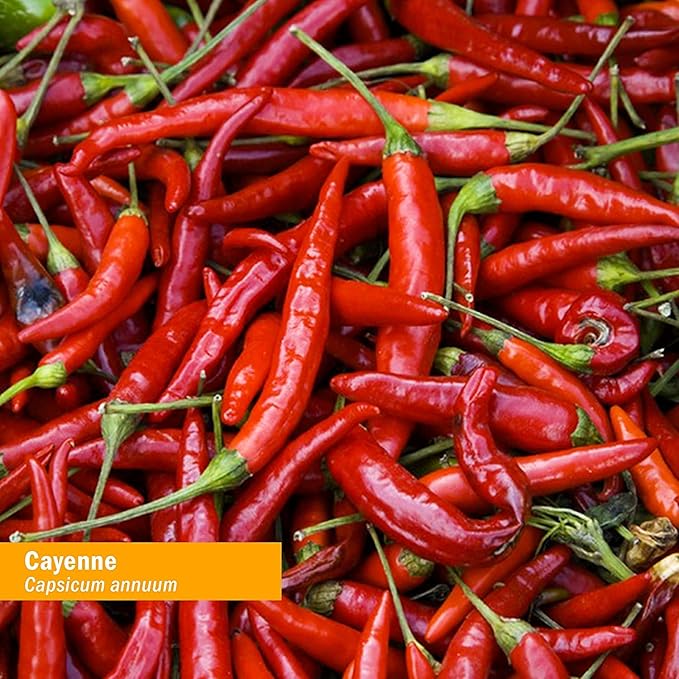 Herb Pharm Certified Organic Cayenne Extract for Cardiovascular and Circulatory Support - 1 Ounce