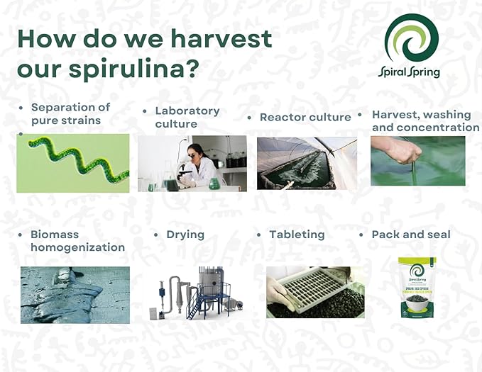 Spiral Spring Organic Spirulina + Quinoa and Cocoa 100% Natural, 200 Gr Bag with Quinoa, Cocoa and Maximum Spirulina Powder Mixture.