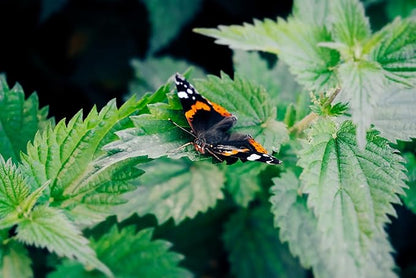 Stinging Nettle Seeds (Urtica Dioica) from Germany - Pure Vegan Protein Source, Dried Nettle Seeds - Net Weight: 0.7oz/20g. Non GMO, Gluten Free.