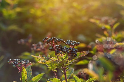 Food to Live Organic Black Elderberry Powder, 1 Pound Non-GMO, Made from Raw Dried Berries, Unsulfured, Vegan, Bulk, Great for Baking, Smoothies, Yogurts, No Sulphites, Contains Maltodextrin