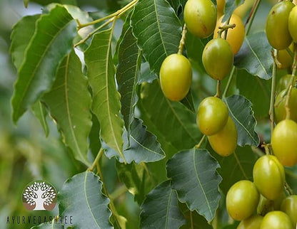 Neem Leaf Powder 100 Gm | Azadirachta Indica | Wild Crafted Neem Leaf Powder | Very Bitter Neem Supplement for Skin Hair and Detox | Non GMO, Gluten Free, Vegan