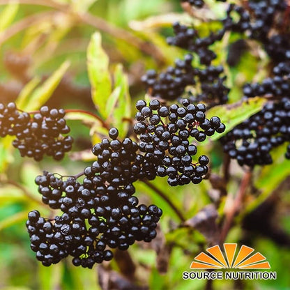 USDA Organic Dried Elderberries - Whole European Elderberry, Responsibly Wild Crafted, Perfect for Tea, Syrups, and More - Sambucas Nigra - 1 Pound (Certified Organic)