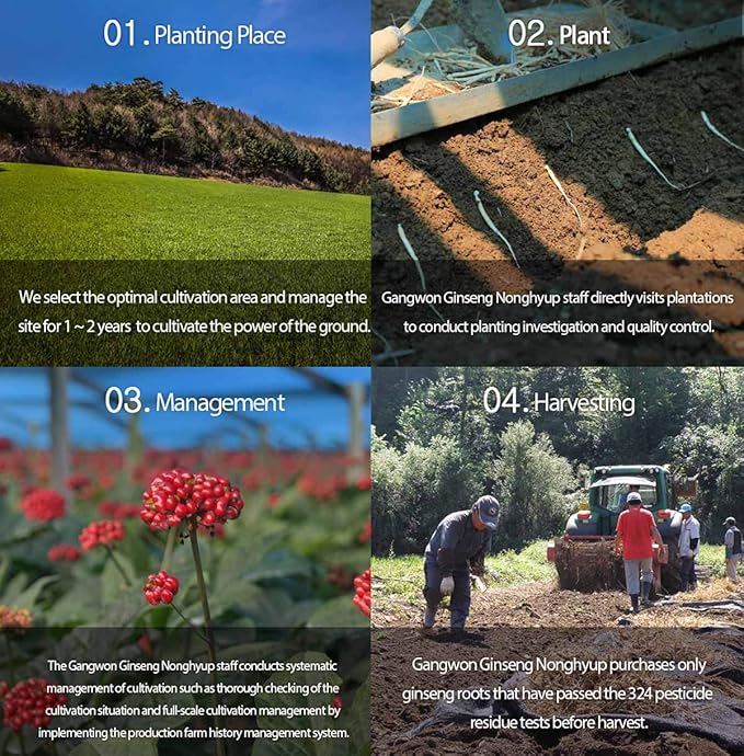 [Gangwoninsam] Korean Red Ginseng Tea (3g x 100 packets) – 6 Year Old Korean Red Ginseng, Korean Health Food, Individually Packaged (100)