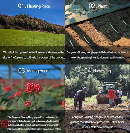 Gangwoninsam] Korean Red Ginseng Extract Gold 120g / 4.23 fl. oz – New Package Design, Contains 100% Pure Korean 6-Year-Old Red Ginseng Root Extract