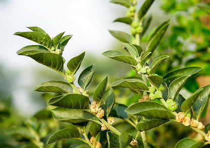 Food to Live Organic Ashwagandha Root Powder, 1.5 Pounds - Non-GMO, Finely Ground Indian Ginseng, Pure, Raw, Vegan. Easy to Mix. Adaptogenic Herb.