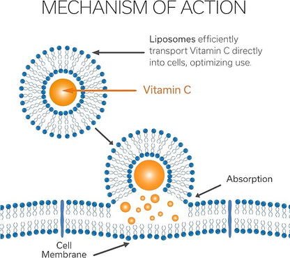 Vitamin C Liposomal (500mg) & Zinc |Enhance Travel Energy, Vitality & Immunity | Combat Travel Fatigue & Oxidative Stress | Advanced Absorption Technology | Fast-Acting | 30 Sticks