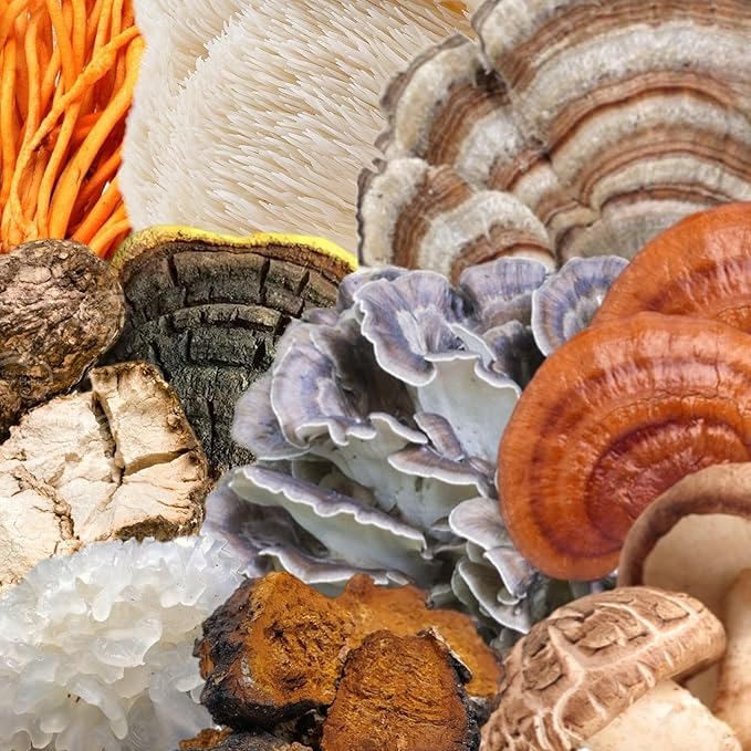 North Spore Organic 'Spectrum 10' High Potency Mushroom Capsules | Cognitive Supplement | Lion's Mane, Chaga, Cordyceps, Reishi, Turkey Tail | 10 Medicinal Mushrooms | Energy, Focus, Clarity - 60ct