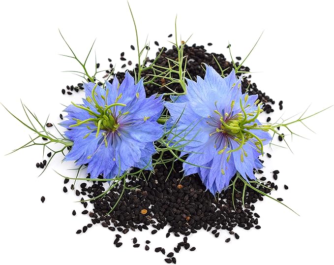 Pure Black Seed Oil - 100% Pure Nigella Sativa - Cold Pressed - Vegan - Non GMO - 16 oz - in Glass Bottle - Herbal by Nature