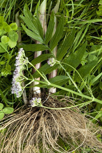 Health Embassy Valerian Root | Valeriana Officinalis L | 100% Natural (50g)