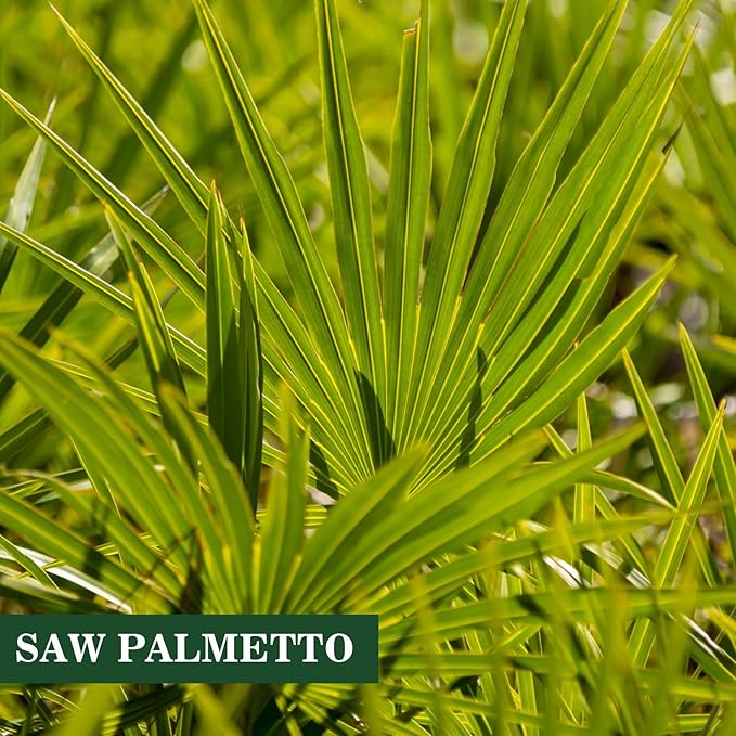 Herbs Saw Palmetto Extract,Supports Healthy Prostate Function for Men,Potent Saw Palmetto for Urinary and Prostate Health,Herbal Health Supplement,60 Capsules 450mg Powder and 100mg Extract