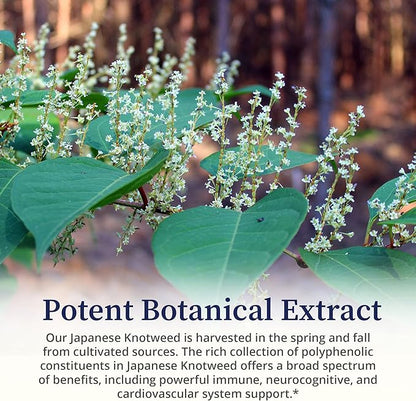 BioPure Japanese Knotweed Herbal Tincture – Potent Botanical Extract Rich in Polyphenols Including Resveratrol to Support Liver & Immune Function, Cellular Health, and Microbiome Balance – 2 fl oz