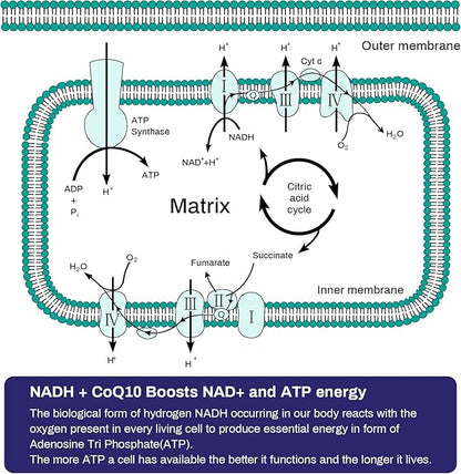 NADH 50mg + CoQ10 200mg + D-Ribose 150mg Supplement, Boosting NAD+ Supplements for Immune System, Cellular Energy, Focus, Reduced Nicotinamide Adenine Dinucleotide, 120 Veggie Capsules
