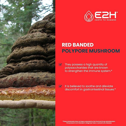 E2H Red Banded Polypore Extract - Mushroom Supplement Formula for Immune Support, Digestive Health, Energy and Natural Immunity Boost - Non-GMO, Vegan (3 Bottles)