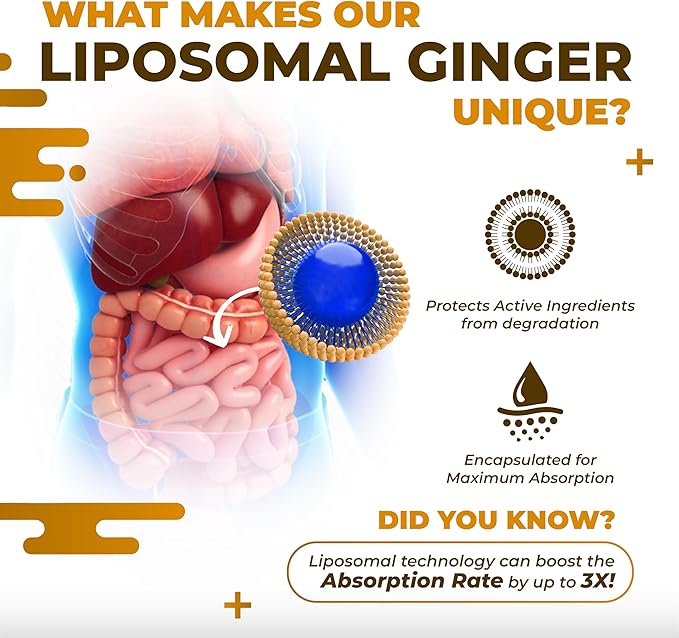 Liposomal Ginger Peppermint Turmeric Elderberry - Support Digestion Health, Immune System - Made and Tested in The USA