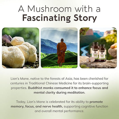 Longevity Botanicals Organic Lion’s Mane Mushroom Extract Capsules (120) | Concentrated 8:1 Ratio | 100% Fruiting Bodies | Hericium Erinaceus Nootropic Supplement for Focus, Memory & Brain Support