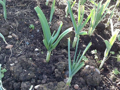 Japanese Garlic//AJO Japones (100% Natural!!) Choose Your Count per Bag: (30-60-130-150-250-400)
