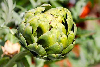 Artichoke 20 Seeds for Planting Non-GMO