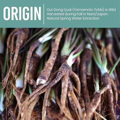 Holistic Bin Dong Quai Root Powder Extract – Wild Harvested Angelica Sinensis – Female Ginseng Herb for Women’s Health & Tea – Extracted for Enhanced Absorption – Grown in Japan – 80 Grams