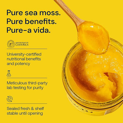 GO/TU Sea Moss Gel – 8oz Elderberry | Pure, Shelf-Stable Superfood | Nature’s Multivitamin