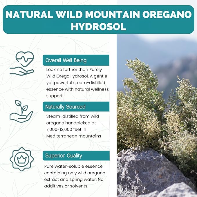 PURELY WILD Dr. Cass Ingram's OregaHydrosol - Wild Mediterranean Oregano Juice for Immune Support, Respiratory & Digestive Health - Non GMO Wild - Pure Steam-Distilled Essence (8 fl oz)