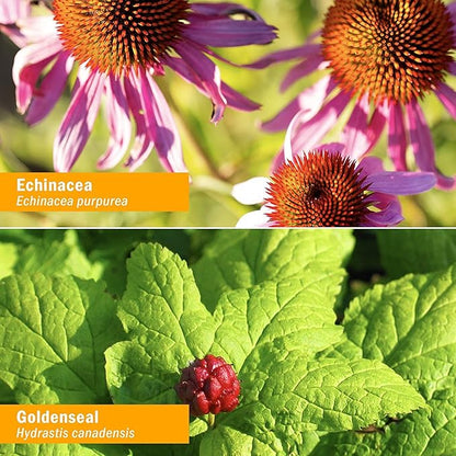 Herb Pharm Organic Rapid Immune Boost: Fast-Absorbing Tincture for Adults, Echinacea Tincture with Goldenseal, Ginger Extract & Elderberry, Immune Support Supplement & Wellness Aid, 2 Oz