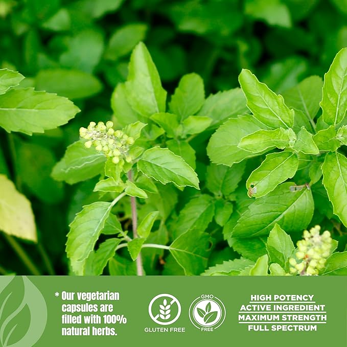 Tulsi Capsules Holy Basil Ocimum Sanctum 60 Vege Capsules 800 Mg Each