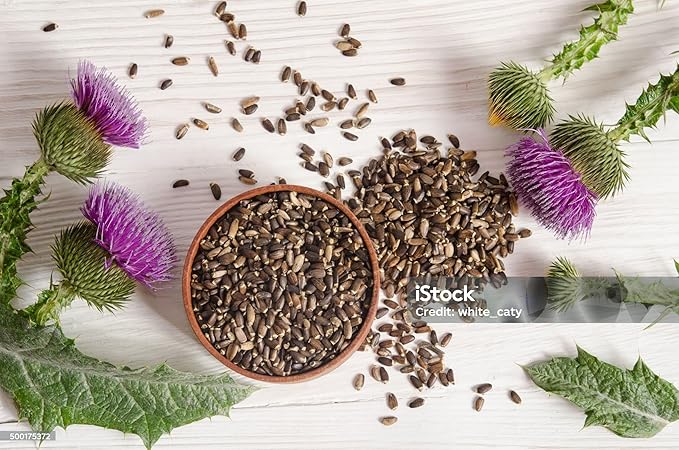 Cardo Mariano 60 caps 1000 mg c/u (Milk Thistle) - Herbal Dietary Supplement | Extra Forte