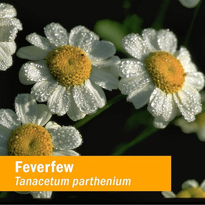 Herb Pharm Certified Organic Feverfew Liquid Extract for Minor Pain Support - 1 Ounce (Pack of 2)
