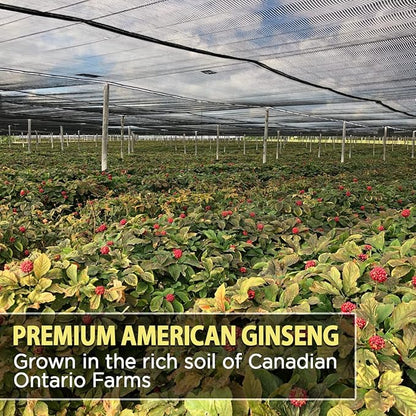 AKI American Ginseng Powder with 4% Ginsenosides - Ideal with Coffee, Beverages Like Smoothies (4oz/113g)