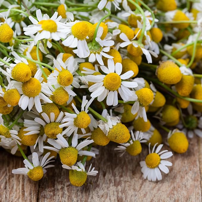 Earthborn Elements Chamomile Extract 200 Capsules, Pure & Undiluted, No Additives