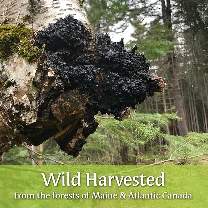 Maine Chaga Tea Bags, Pesticide Free, NOT Imported Chaga, 25 Bleach-Free Bags, USA & Canadian Grown