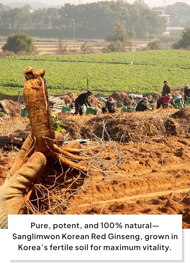 Korean Food Sanglimwon Red Ginseng Gold Stick, 7mg Ginsenosides, 100 Sticks (4-Month Supply), Bulk Korean Panax Ginseng Extract for Energy and Wellnes, 상림원 홍삼