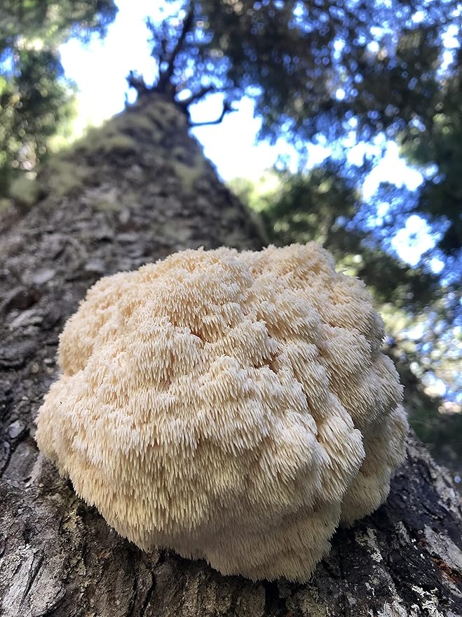 Wilderness Poets Organic Lion's Mane Mushroom Powder - California Grown (320 Ounce - 20 Pound)