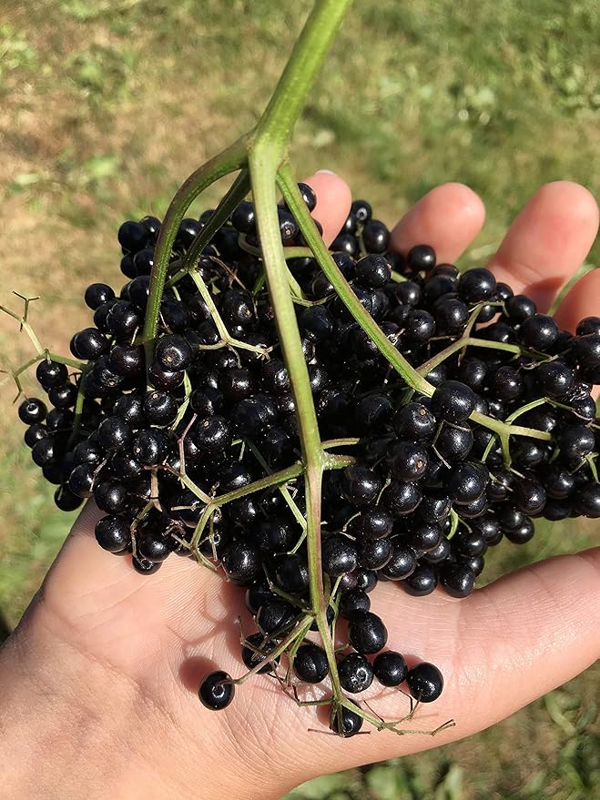 Organic Elderberry Juice 2X 9.3 fl. oz (New)