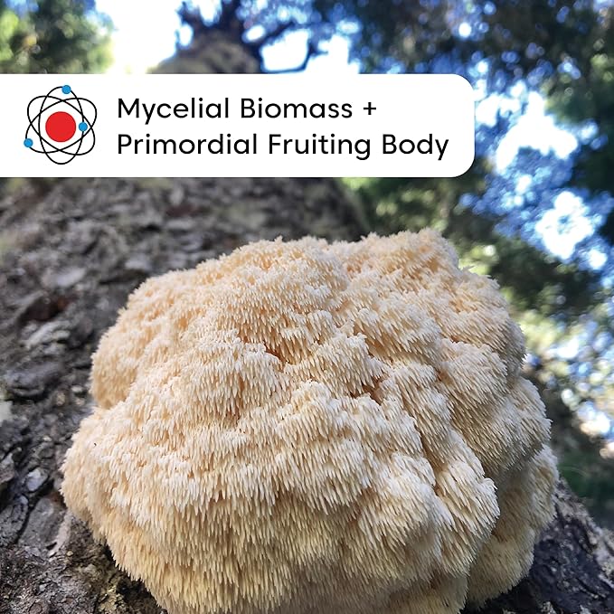 Wilderness Poets, Organic Lions Mane Mushroom Powder - California Grown - Bulk Size (16 Ounce - 1 Pound)